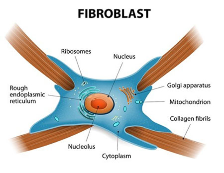 Fibroblast