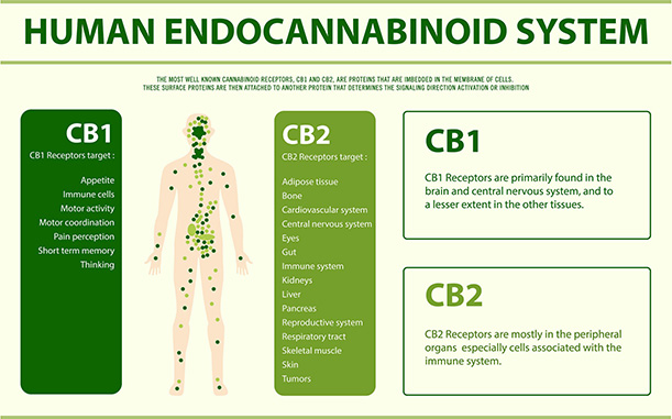 Human Cannabinoid System