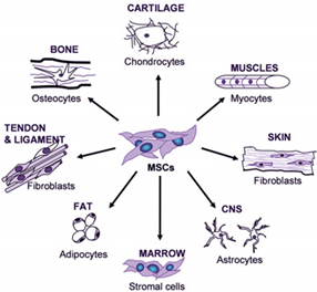 Mesenchymal stem cells