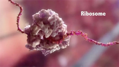 Ribosome