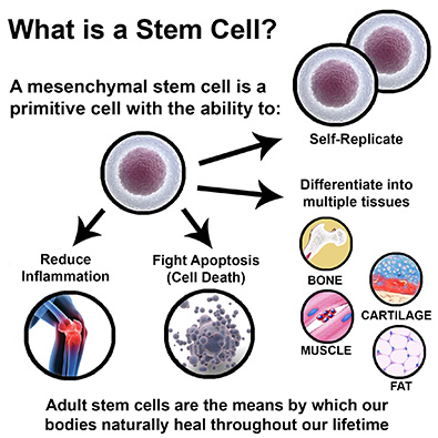 Stem Cell Therapy  Regenerative Medicine for Pain Relief